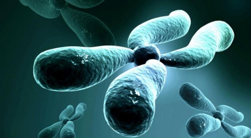 胎儿性别预测：清宫表方法